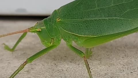 Leaf Bug