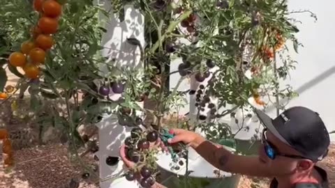 Harvesting from Grow Towers