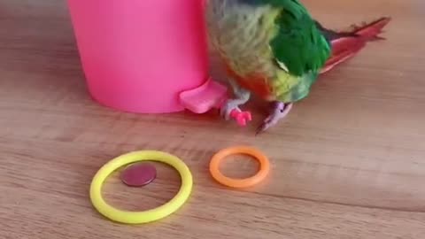 parrot playing