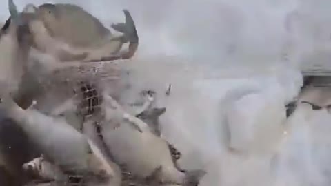 This is a beautiful and charming water-dwelling species