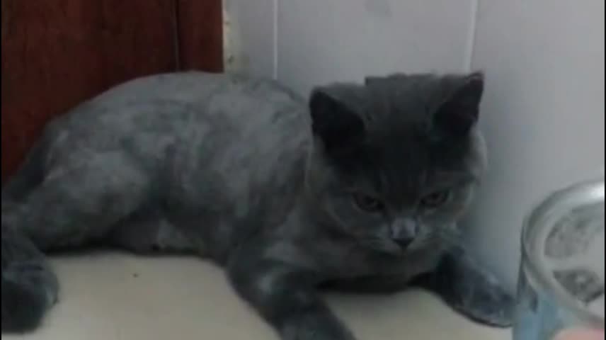 Cute English shorthair, fluffy and chubby, will take you to get vaccinated tomorrow