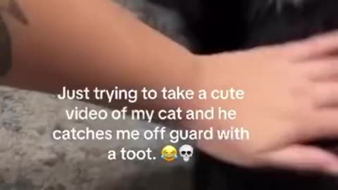 Funny cats