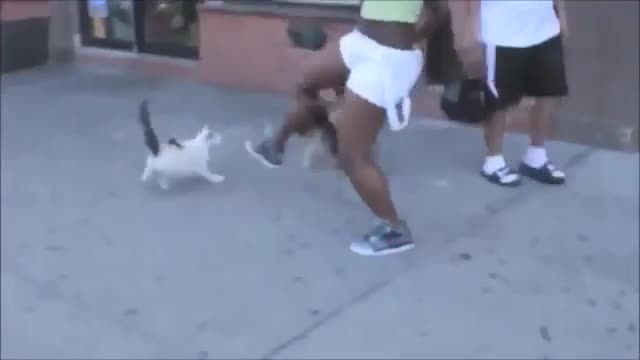 Fearless Cats funny compilation #cats #pets