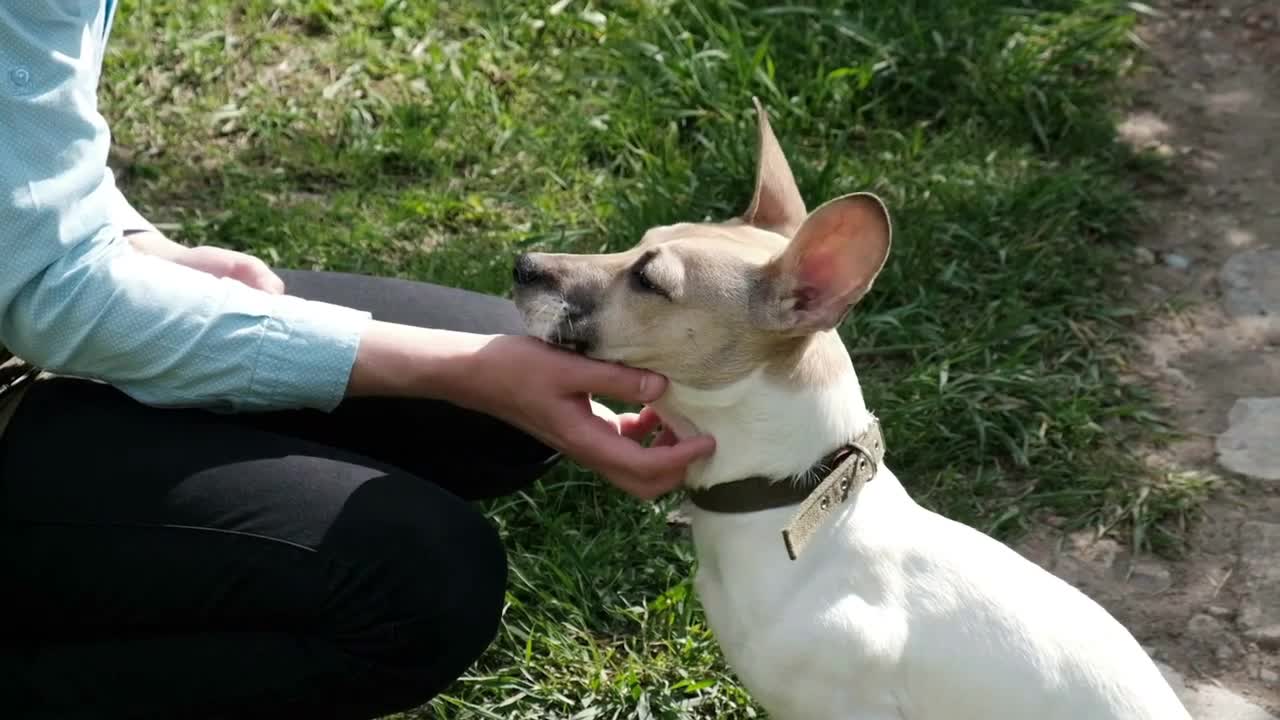 The owner feeds the dog with encouraging hands. The owner strokes the dog and scratches