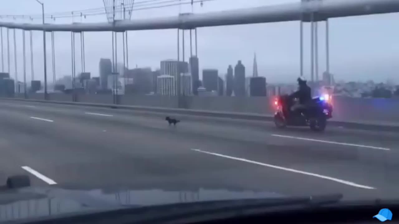 Puppy leads police on high-speed chase across the Bay Bridge