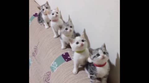 Cute Cat making a line