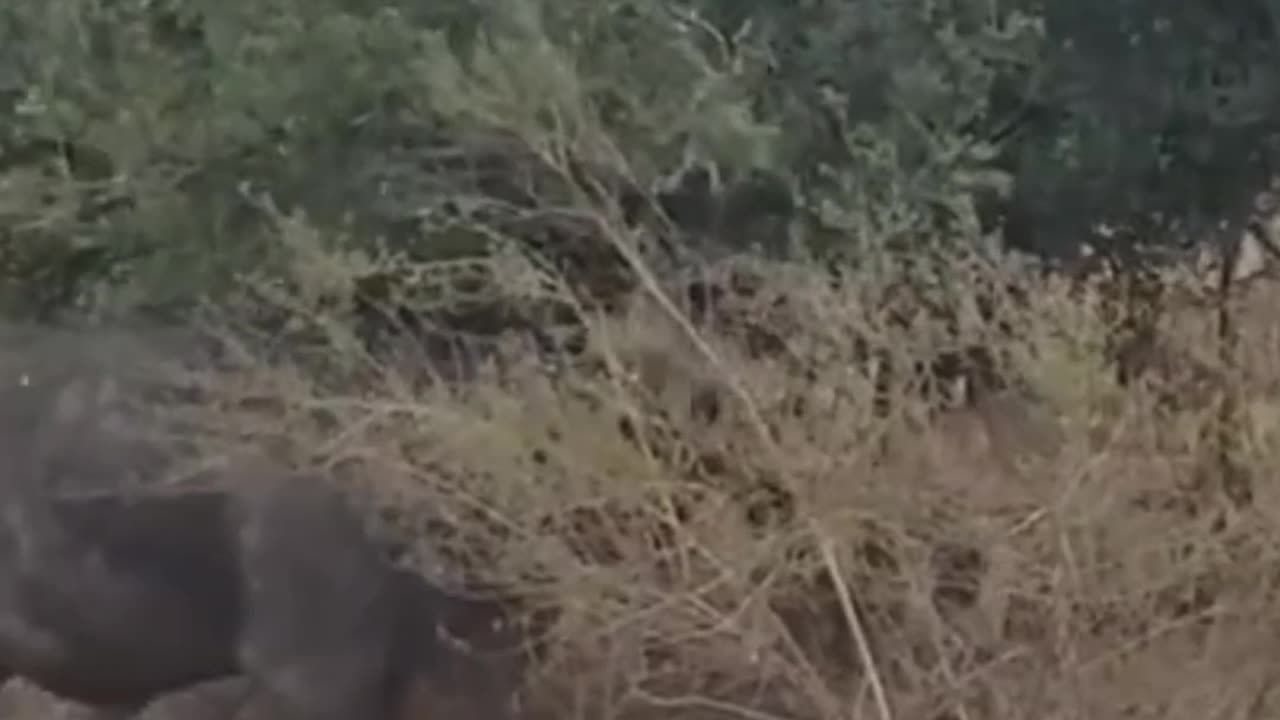 20 lions vs 1 buffalo