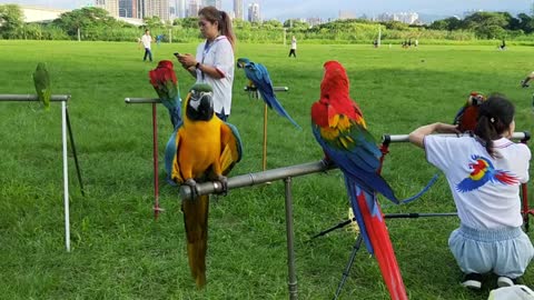 Colored parrot birds on the metal pole