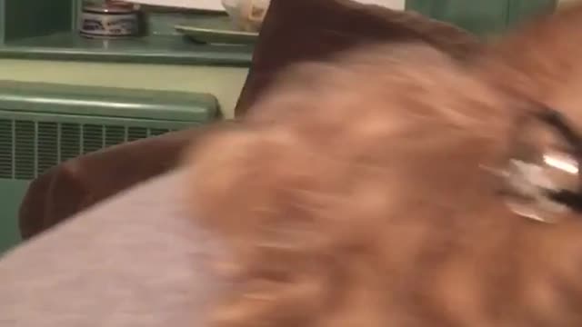 Black dog wearing blue sweater gets mad at owner and barks and bites at her