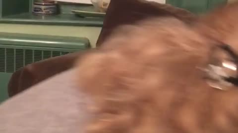Black dog wearing blue sweater gets mad at owner and barks and bites at her
