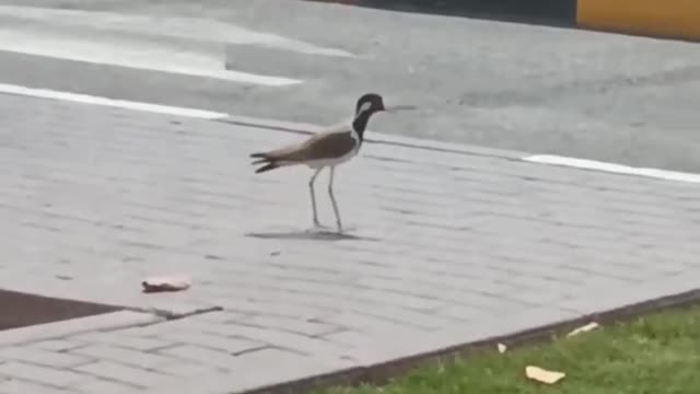 Funny Bird 🐦🐦🐦