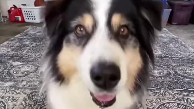 "Dogs are better than human beings because they know but do not tel