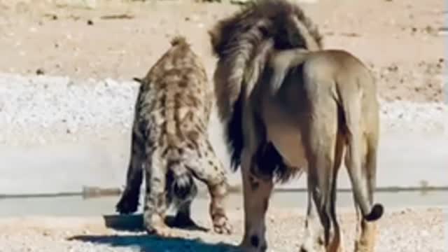 Safari Tourist Films Bizarre Footage Of Hyena Walking On Two Legs in front of lion