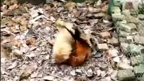 Chicken and dog funny flight