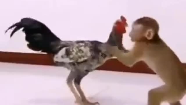 monkey catches chicken