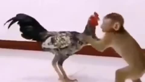 monkey catches chicken