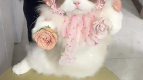 Cat is beautifully dressed