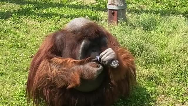 orangutans