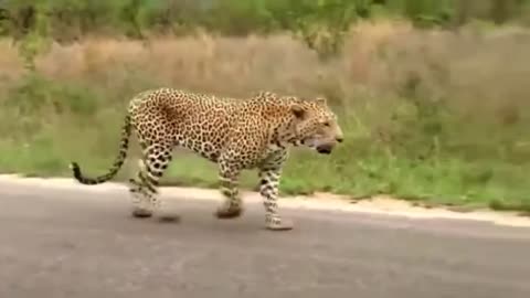 Leopard VS Lizard fight! Leopard attack to Lizard