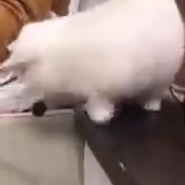 Funny animals videos try not to laugh |Funny cats |