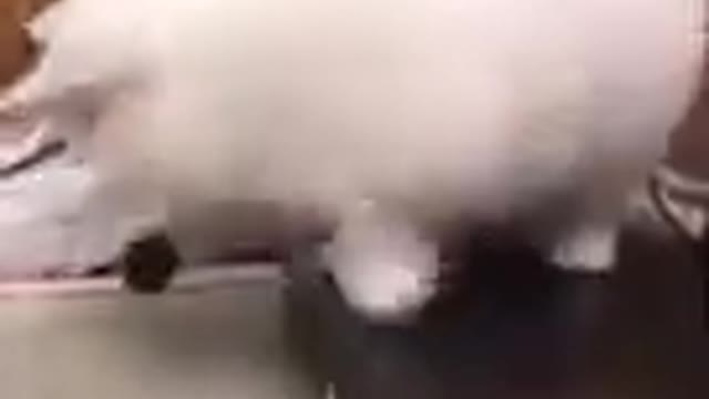 Funny animals videos try not to laugh |Funny cats |