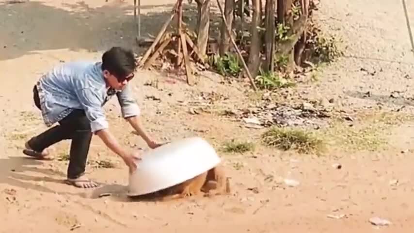 Troll Prank Dog Funny Video