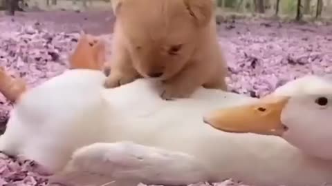 Dog Funny video