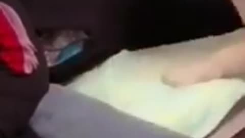 Dog fights for his owner's attention