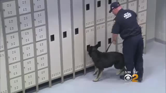 Inside The MTA’s K9 Training