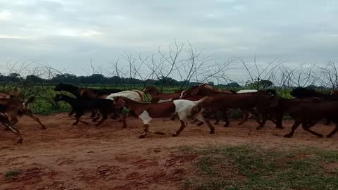 Goats in the Village