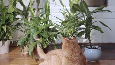 A Ginger Cat On The Floor