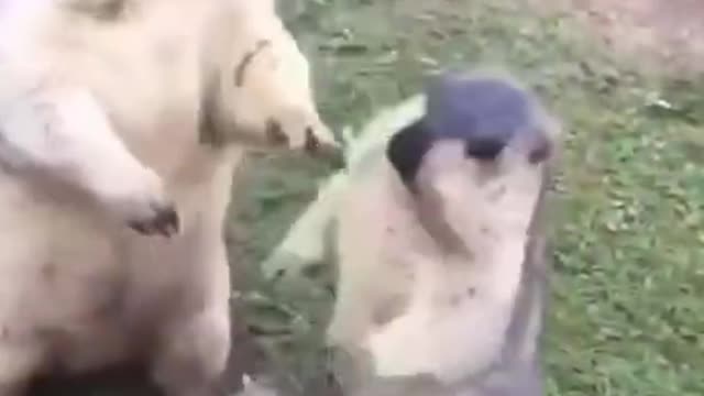 ANIMAIS ENGRAÇADOS E FOFOS / FUNNY/ Funniest Animals #shorts