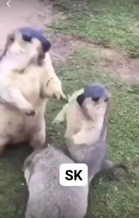 ANIMAIS ENGRAÇADOS E FOFOS / FUNNY/ Funniest Animals #shorts