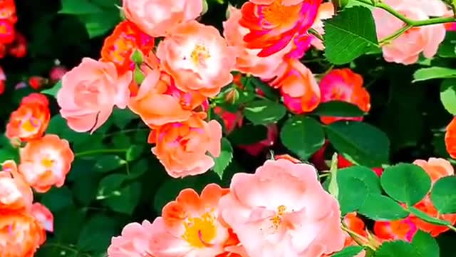 Nice looking flower photography of all kinds.04