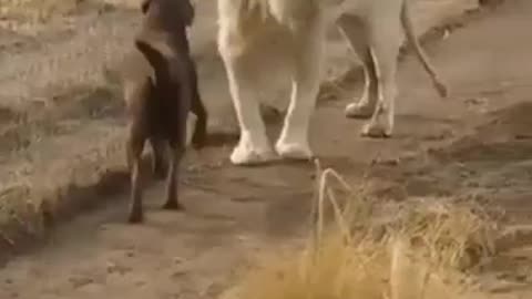 Mutual friendship between arch enemies