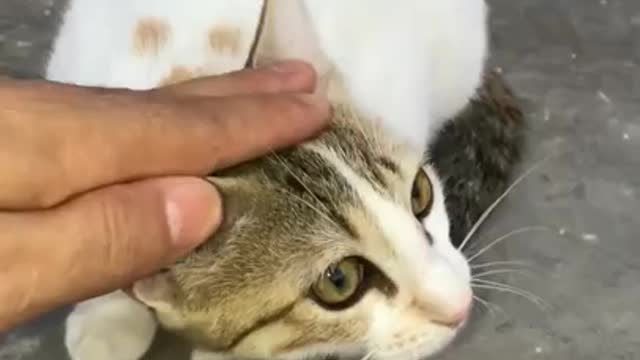 My cute little cat #shorts #sh