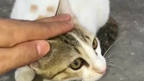 My cute little cat #shorts #sh