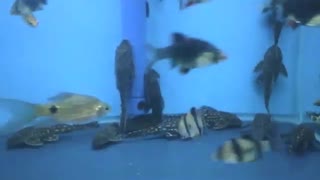 In this aquarium there are armored catfishes, hardly move, don't look friendly [Nature & Animals]