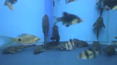 In this aquarium there are armored catfishes, hardly move, don't look friendly [Nature & Animals]