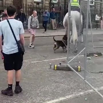 Moment 'out of control' dog attacks police horse on Glasgow street