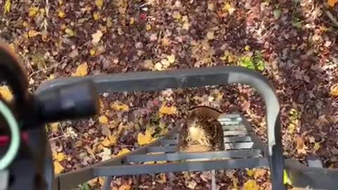 This is the forest guard, what are you doing here?