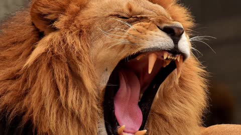 Snarling Lion