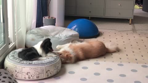 Bordercollie acts cute to play with Sheltie.