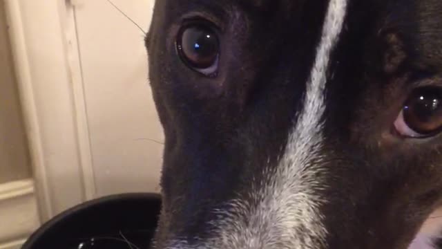 Brown dog drinks out of black water bowl