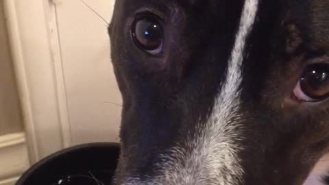 Brown dog drinks out of black water bowl