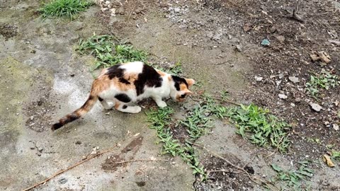 Cute street cat eating food. This cat is so cute.