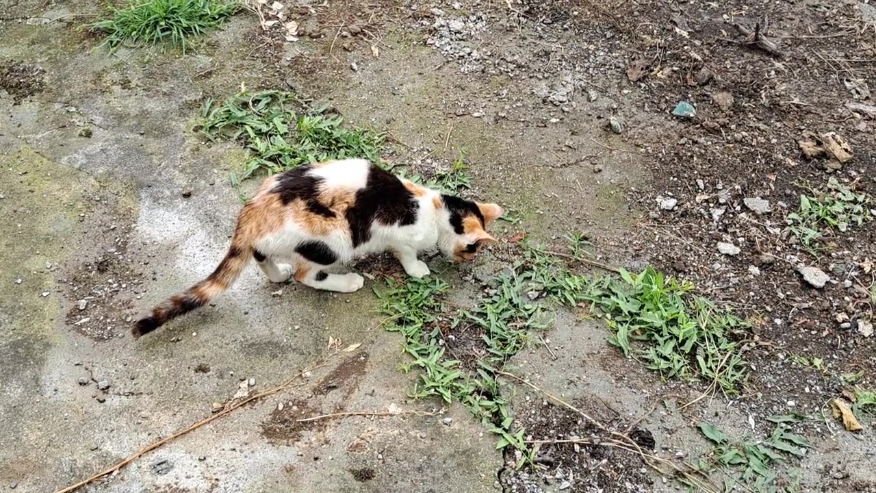 Cute street cat eating food. This cat is so cute.