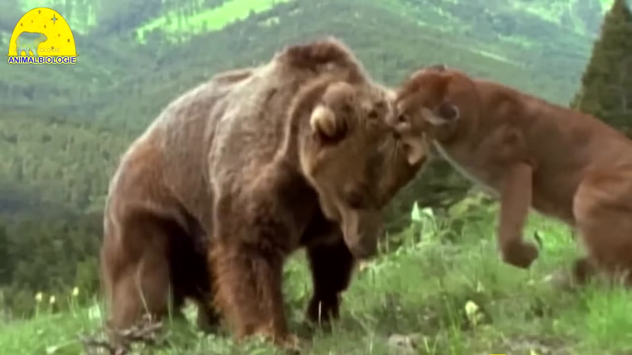 Top 7 Greatest Animal Fights Caught on Camera