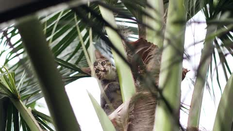 Close up view on top o a coconut tree with a cat climbing and playing