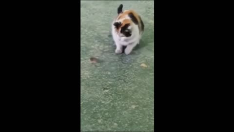 Funny cats and dogs